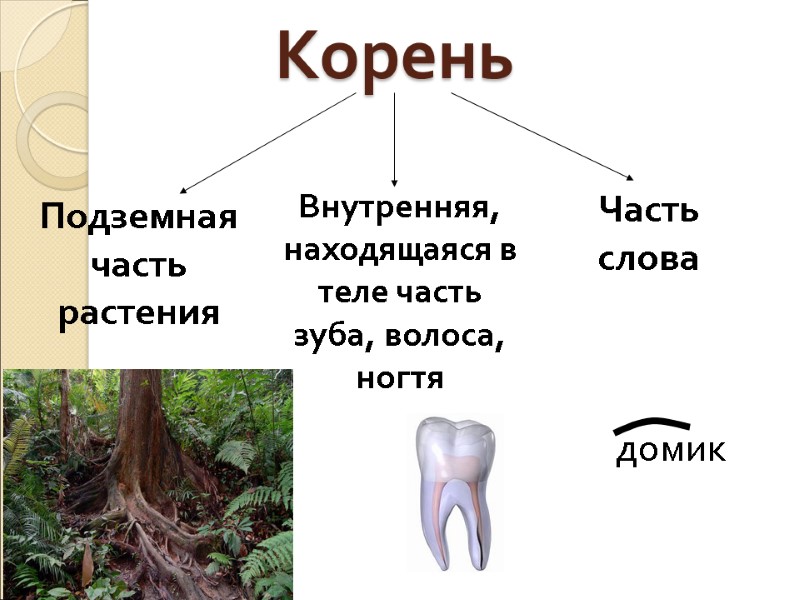 Корень Подземная часть растения Внутренняя, находящаяся в теле часть зуба, волоса, ногтя Часть слова